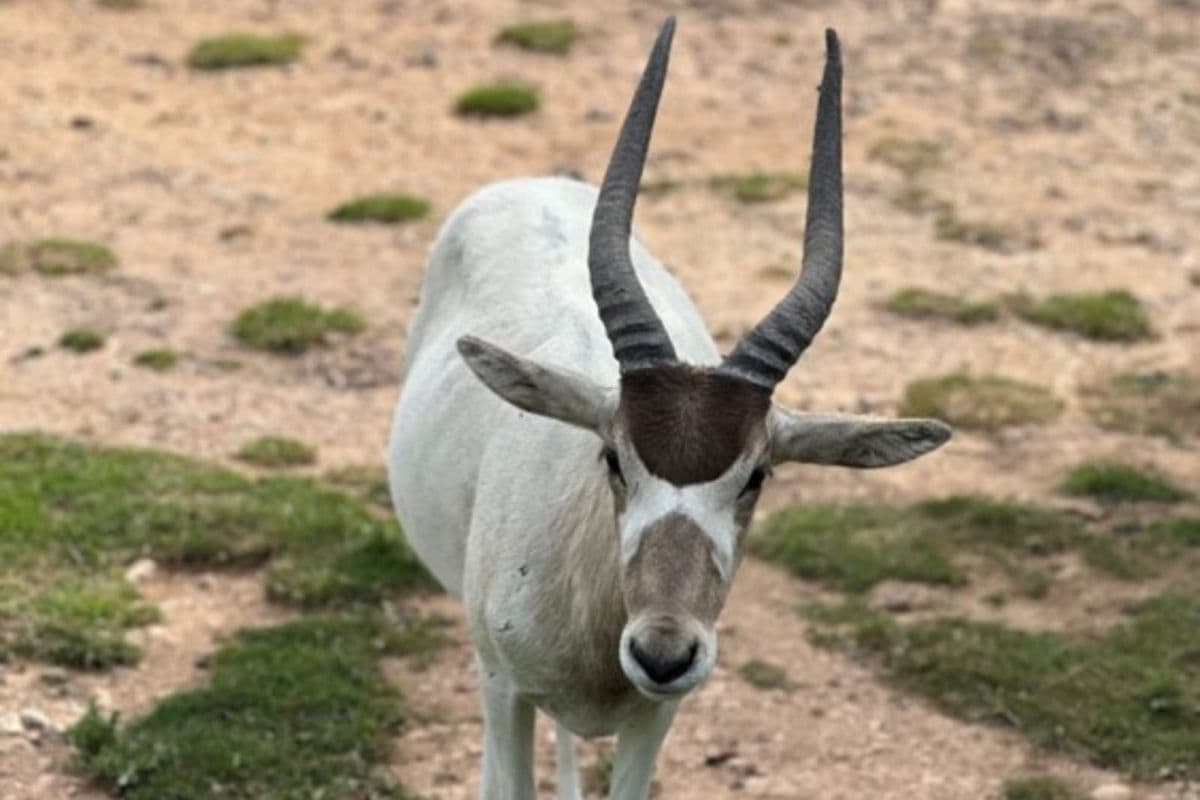 An addax with long, spiraled horns stands on a patchy grass and dirt terrain, facing the camera.