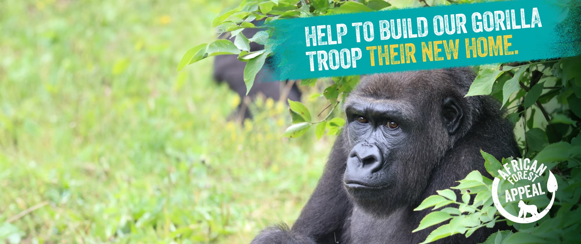 An image of a gorilla with the words 'Help to build our gorilla troop their new home'