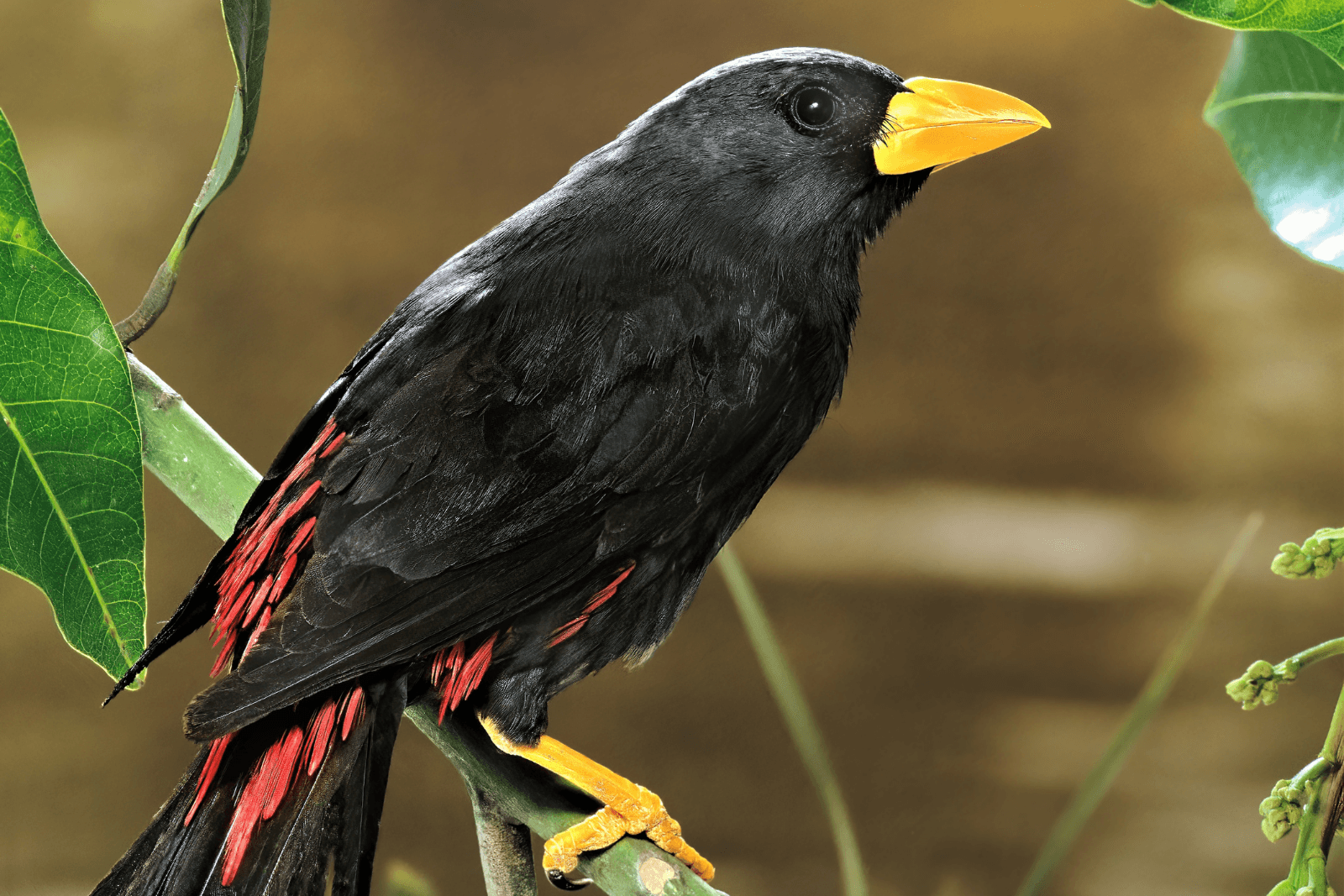 A grosbeak starling perched on a branch