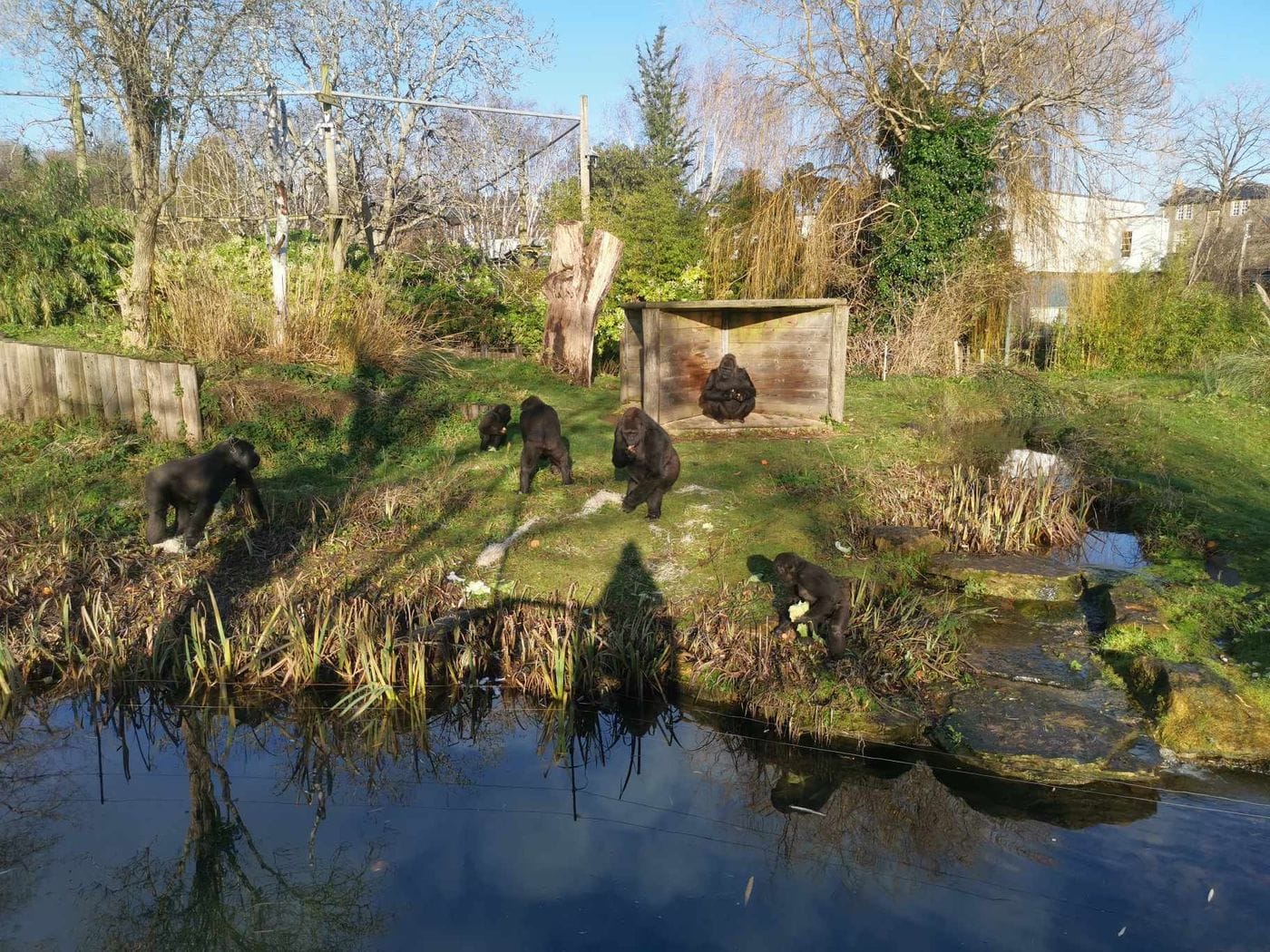 Six gorillas eating outside with a moat infront of them
